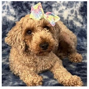 Meet your Posher, Shelly